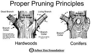 Pruning 2