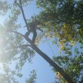 2011 ISA Competition ( Work Climb )