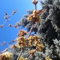 Silver maple 2015 ready for spring