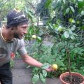 A Lemon Tree in Colorado :)